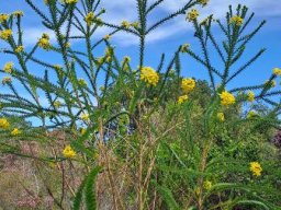 Euryops virgineus tall branches
